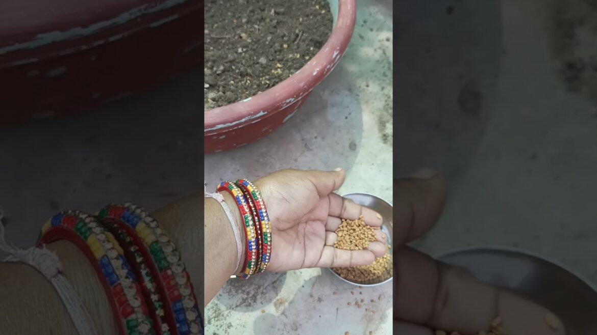 Methi seeds grow 🌱#organic #vegetable #gardening #shortsyoutube #2023 #winterseason #kitchengarden