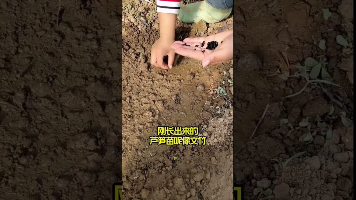 Beautiful Nature Garden Plan Natural life Style Beautiful landscapes Beautiful Nature Garden Plan Natural life Style Beautiful landscapes