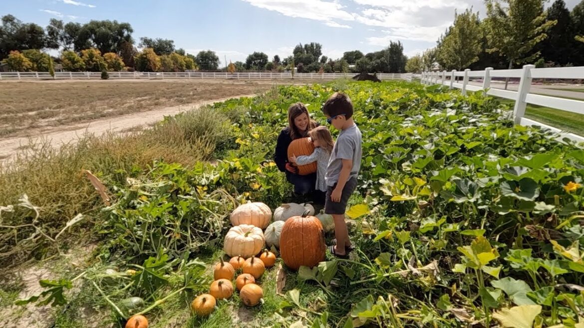 Garden Answer: The Beginning of Our Pumpkin & Squash Harvest! ๐๐๐ // Garden Answer The Beginning of Our Pumpkin & Squash Harvest! ๐๐๐ // Garden Answer
