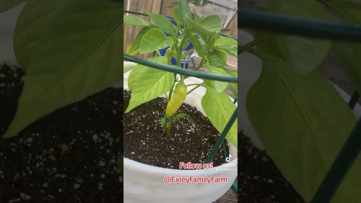 First Time Gardening, Small Container Garden. #shorts #garden #homestead