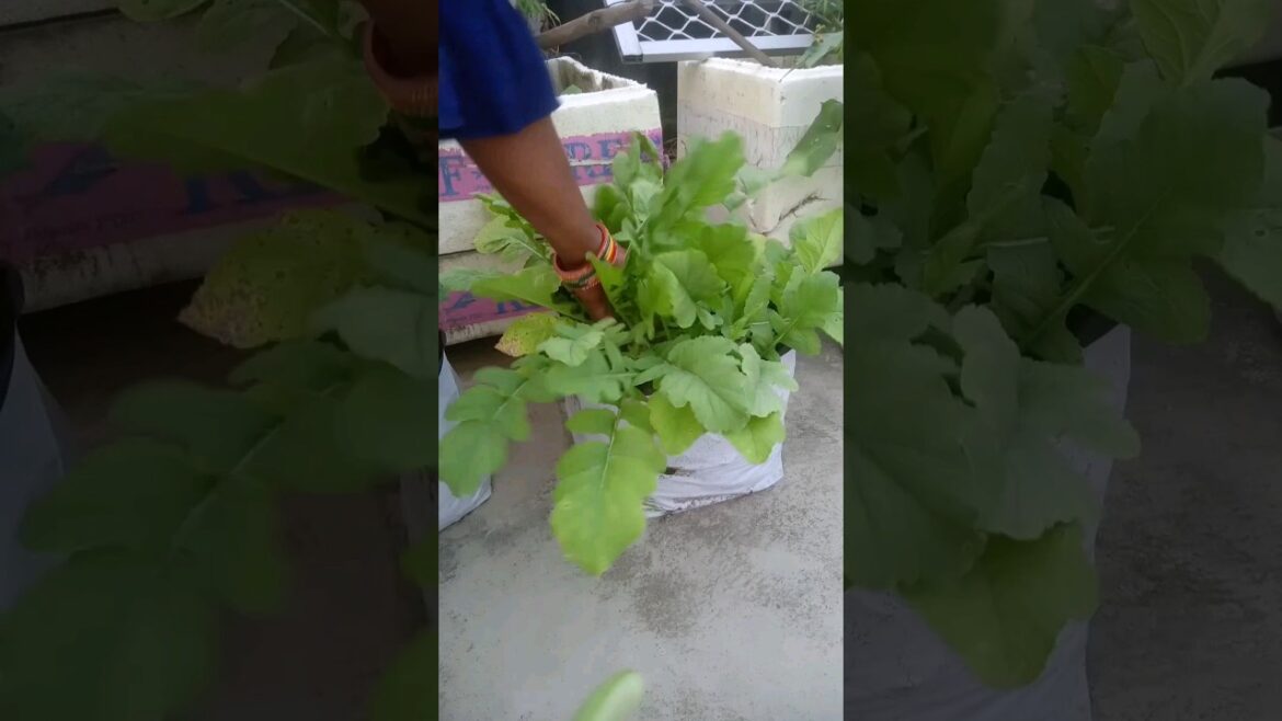 Harvest Organic vegetables #shorts #shot #terrace #gardening