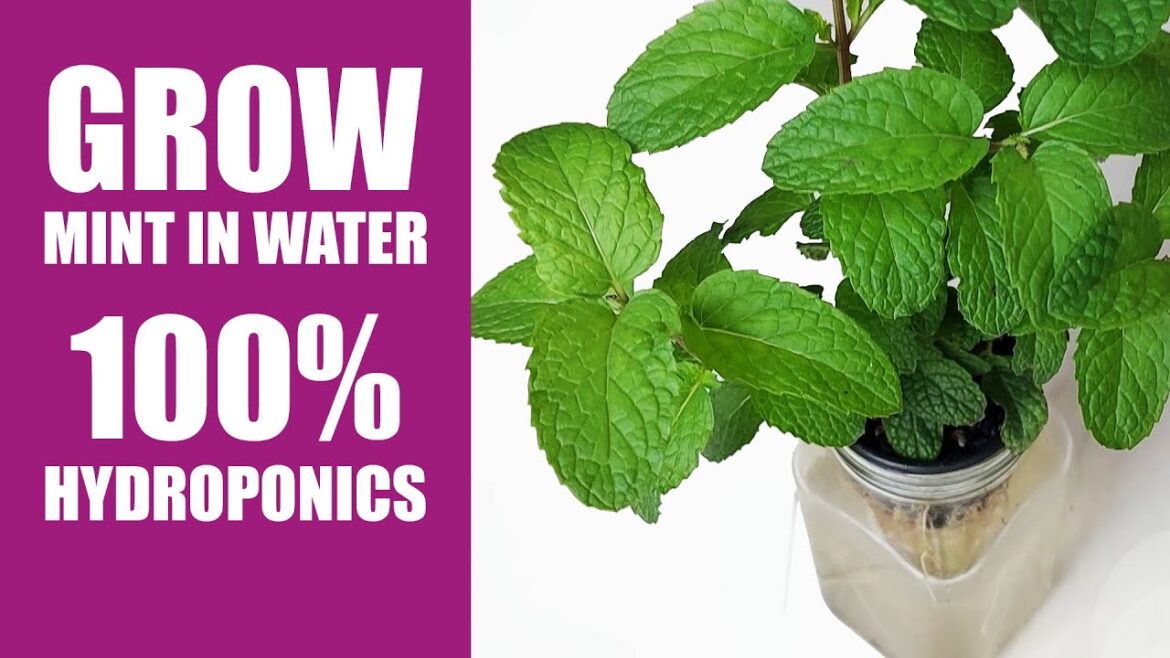 Grow Mint in Water at Home in a Simple and Easy Hydroponic Setup