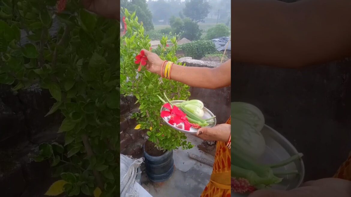 Harvesting Vegetables #shorts #short #terrace #gardening