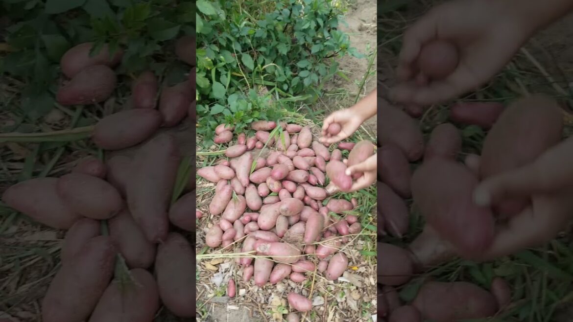 Harvesting More Red Potatoes 🥔#grow #potato  #vegetables #farming #gardening #video #shorts