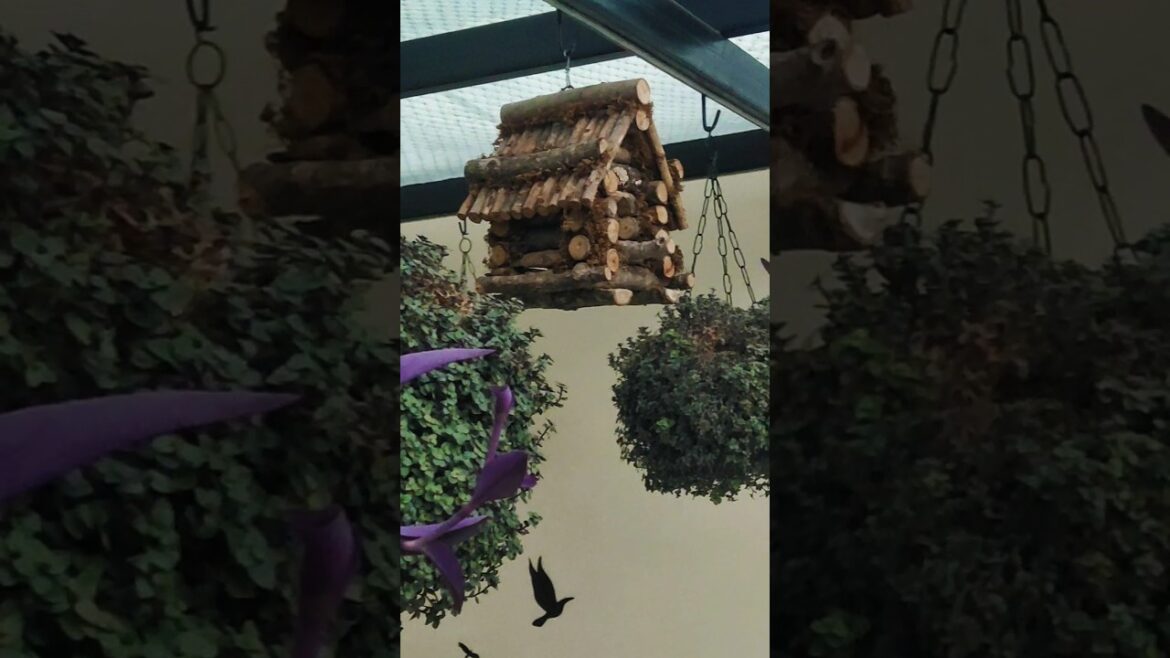 🌱Gardening Tips for beginners -8 | Basic Tips for gardening |🌿 बागवानी के लिए ज़रूरी सुझाव🍃#viral 🌱Gardening Tips for beginners -8 | Basic Tips for gardening |🌿 बागवानी के लिए ज़रूरी सुझाव🍃#viral