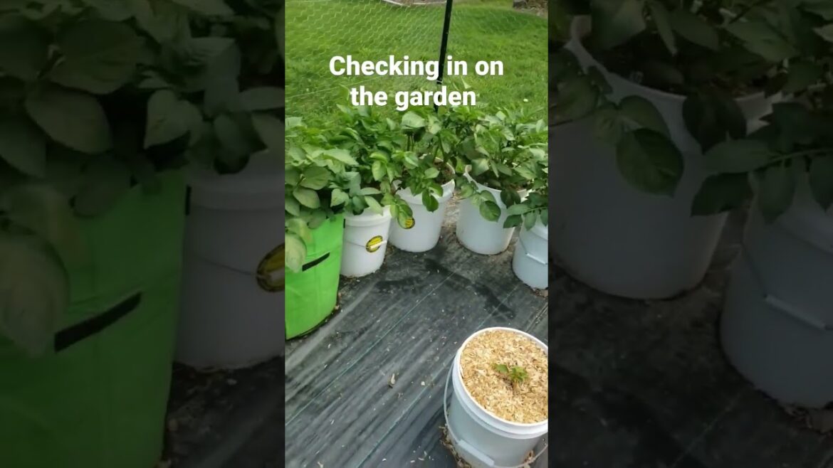 Container garden checking in #shorts #garden #veggiegarden #gardentomatoes