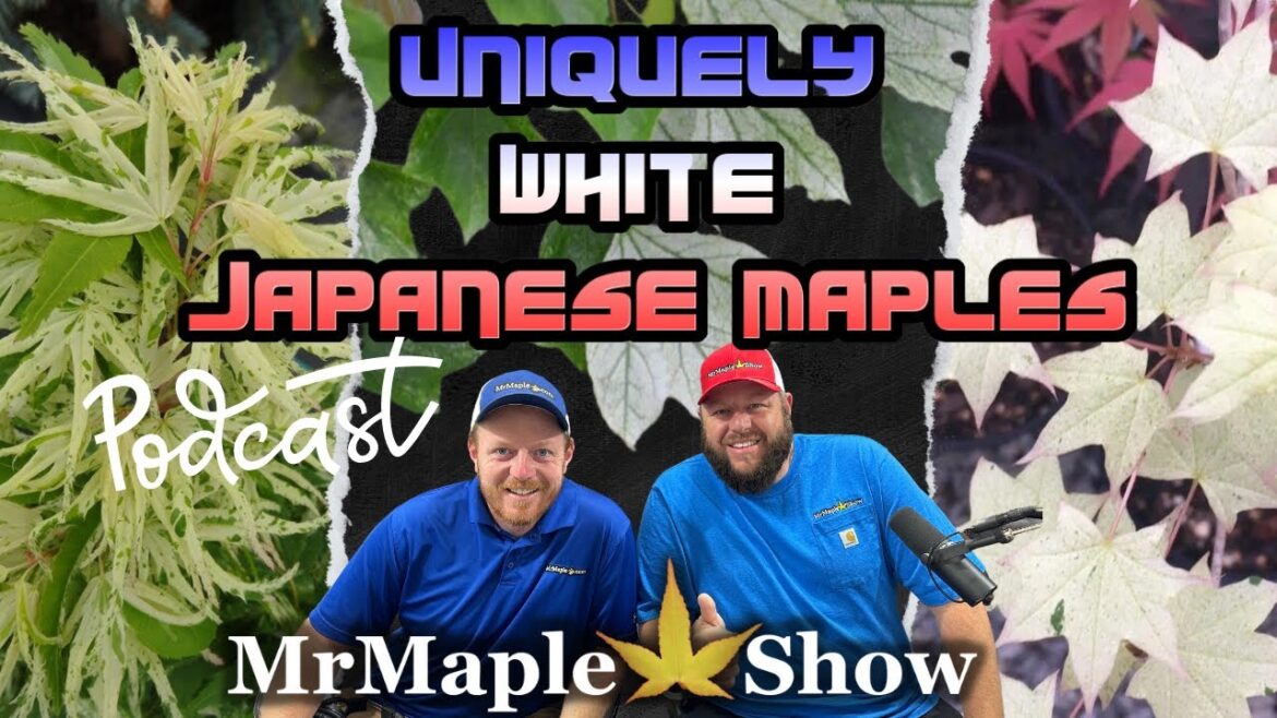 Top 20 Uniquely White Japanese Maples for a Wow-Factor Garden! | MrMaple Podcast Top 20 Uniquely White Japanese Maples for a Wow-Factor Garden! | MrMaple Podcast