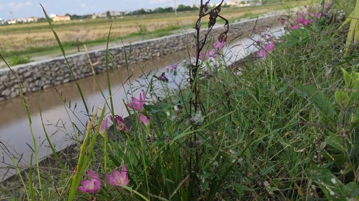 Water-Wise Gardening: Conserving Resources in a Clean Garden