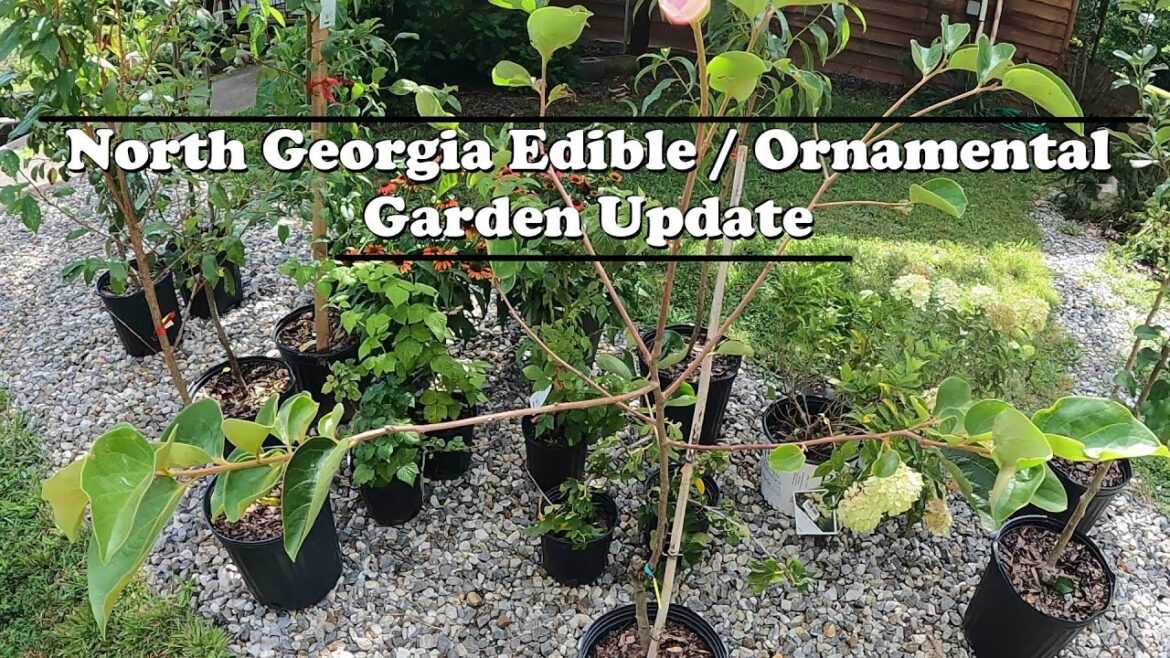 North Georgia Organic Orchard Edible Landscape Garden Update North Georgia Organic Orchard Edible Landscape Garden Update