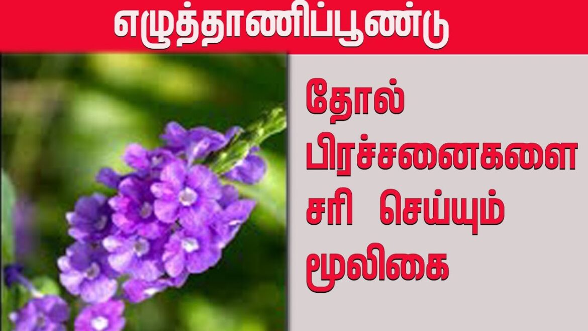 எழுத்தாணிப்பூண்டு செடி #plant #herbs #growth #garden #tips #youtube #youtubechannel #caring #tamil