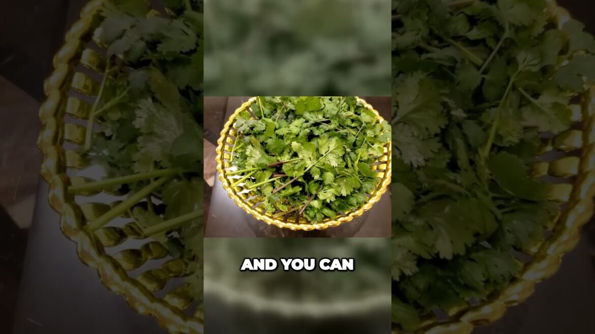 California Gardening: Fall Flavor Unlocked: Expert Guide to Vibrant Cilantro | Shorts Fall Flavor Unlocked: Expert Guide to Vibrant Cilantro | Shorts