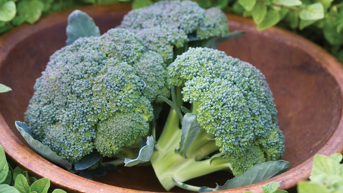 Growing Broccoli in a Container