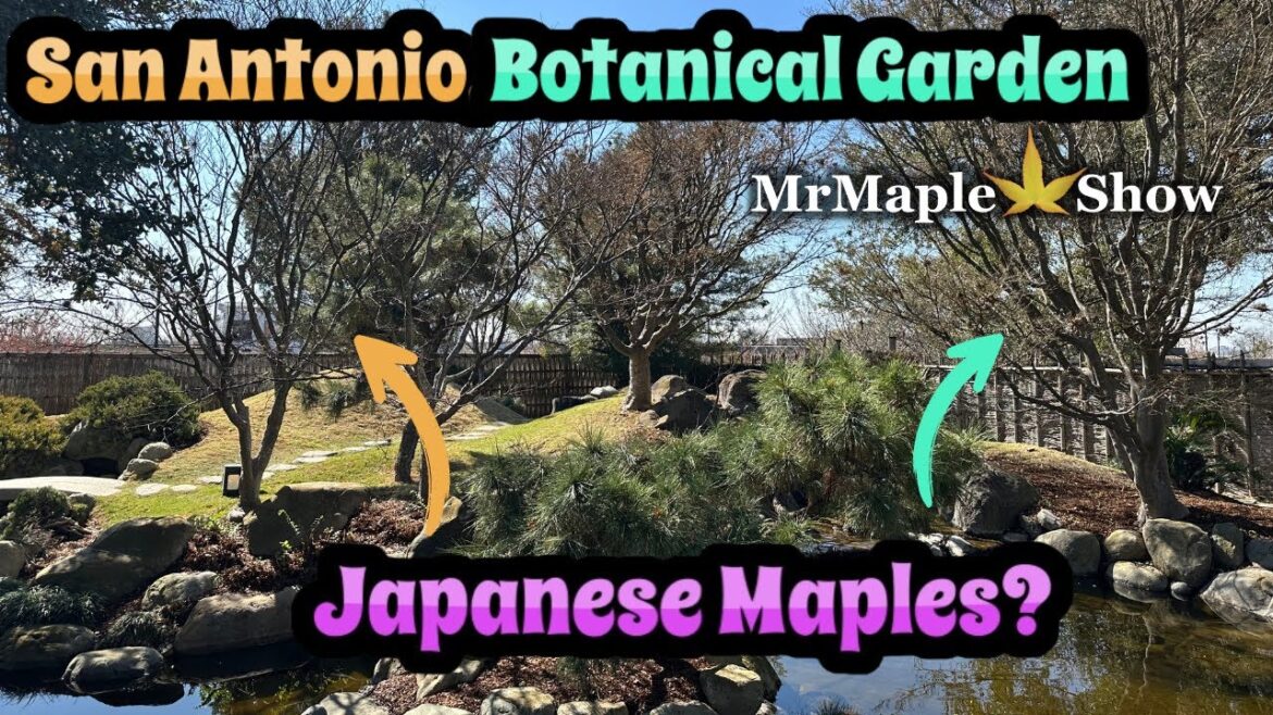 I found Japanese maples in San Antonio, Texas! | Plant & Garden Tour
