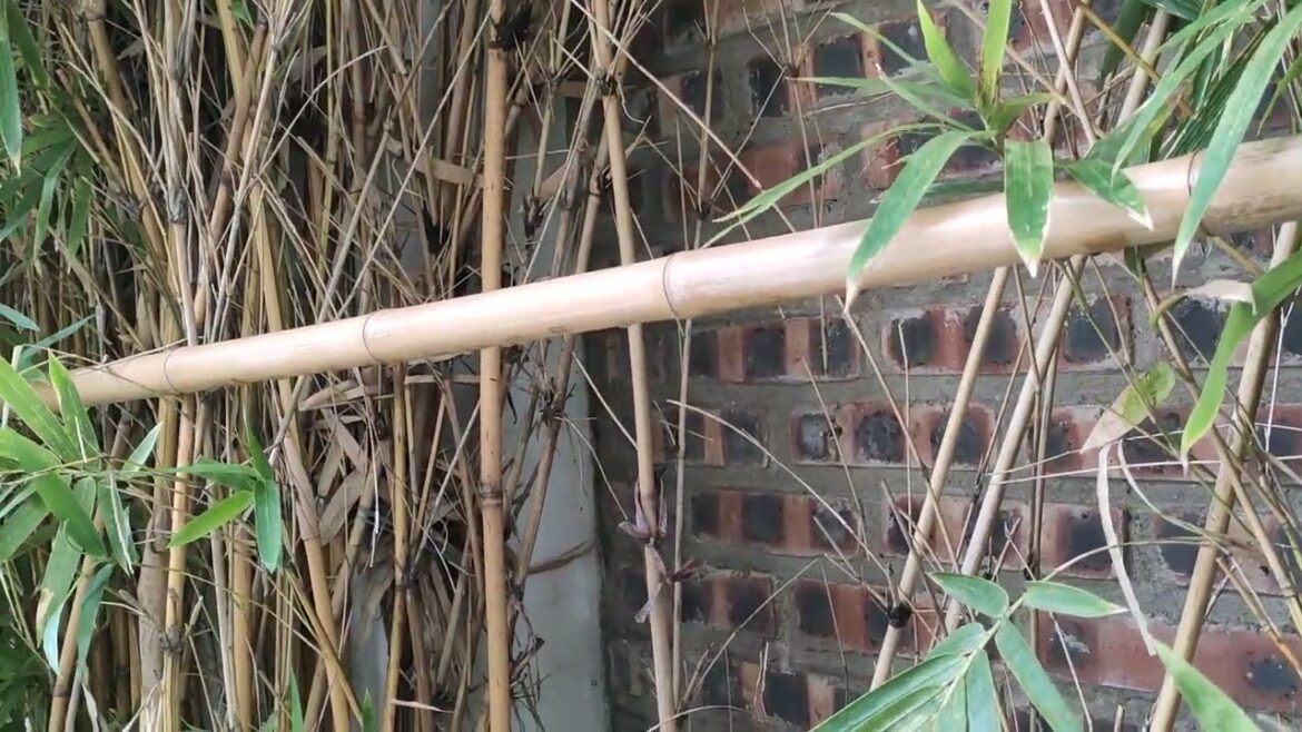 Container Gardening: Thriving in Small Garden Spaces