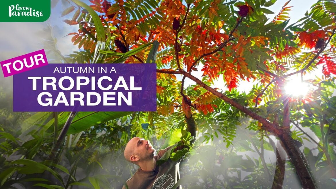 TROPICAL GARDEN in autumn | Gardeners tips & tour