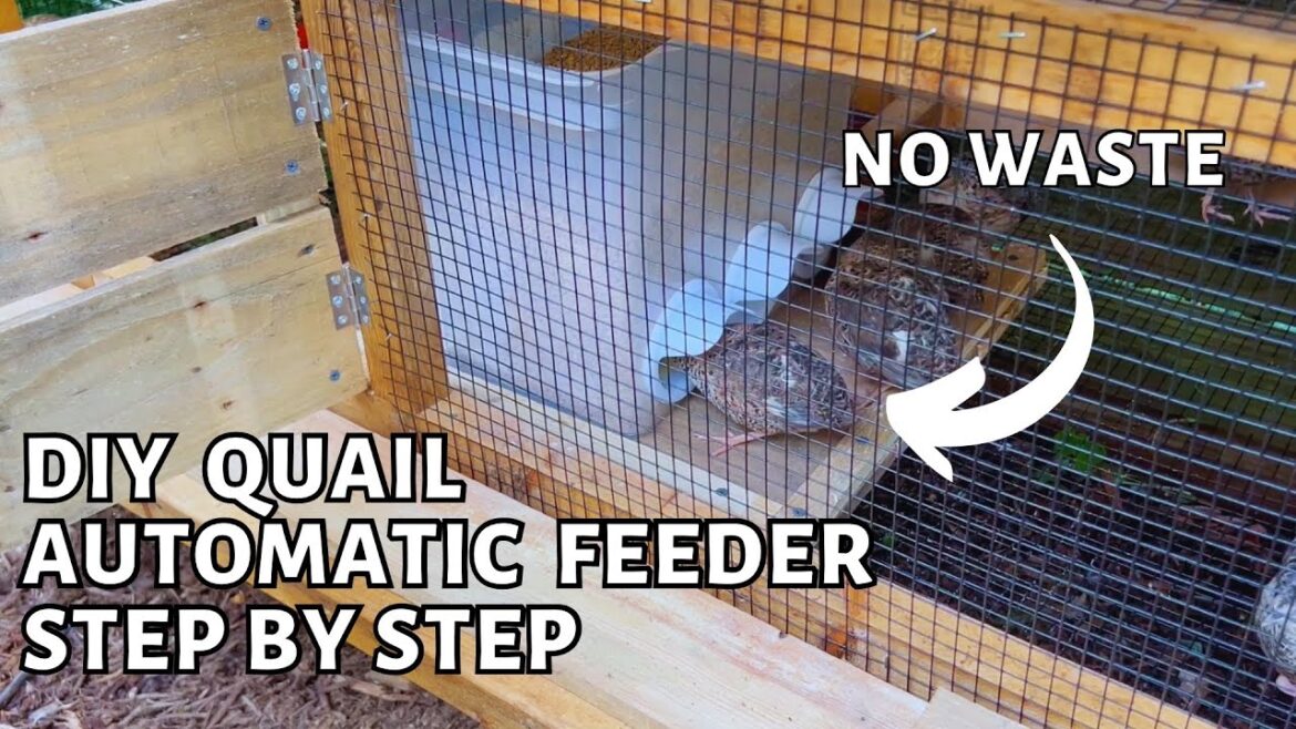 how to make simple easy quail automatic food feeder with step by step how to make simple easy quail automatic food feeder with step by step