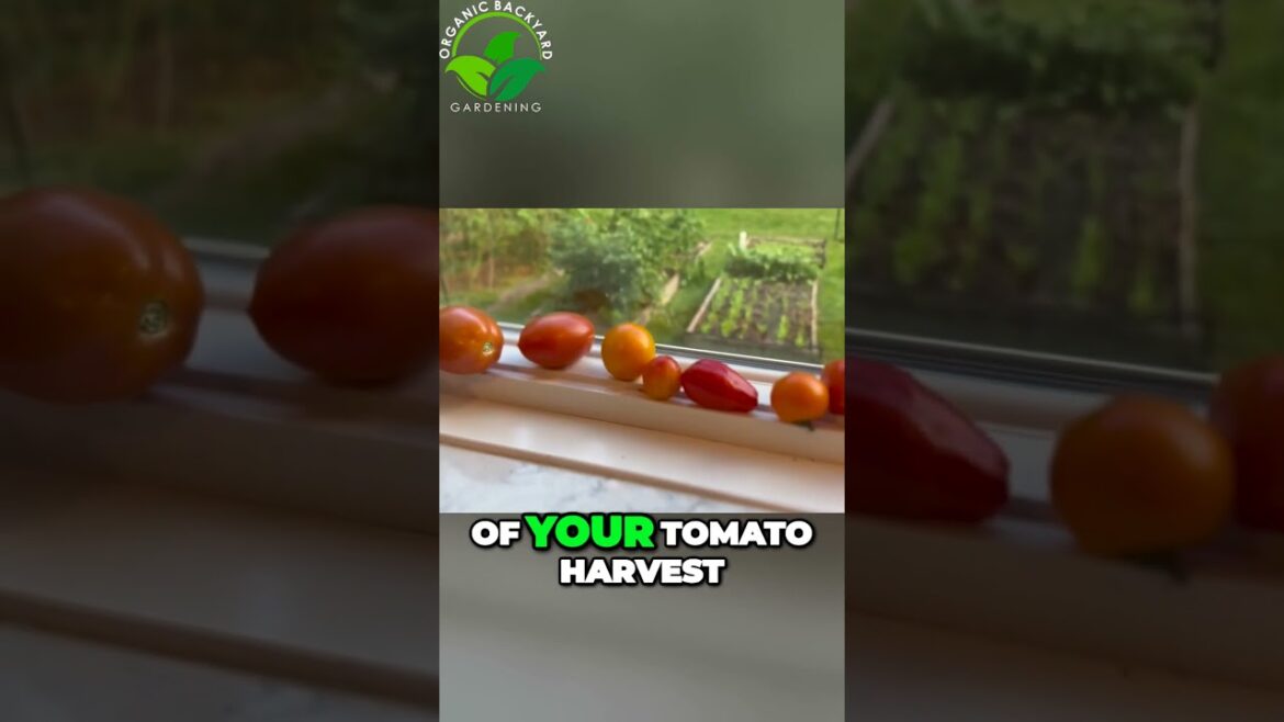 Maximize Your Fall Tomato Harvest with These Expert Tips #gardeningtips  #gardening  #garden