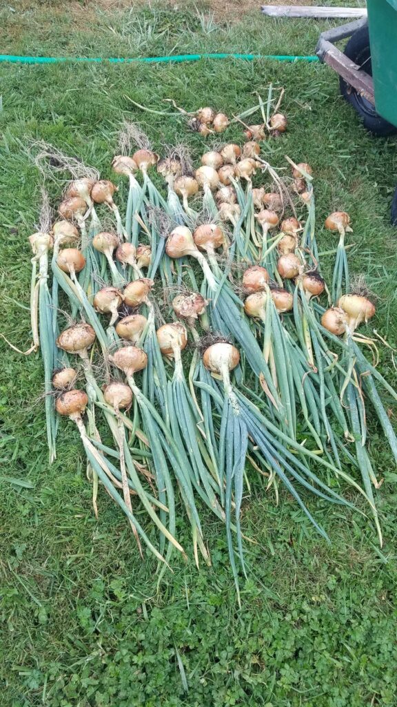 First onion harvest