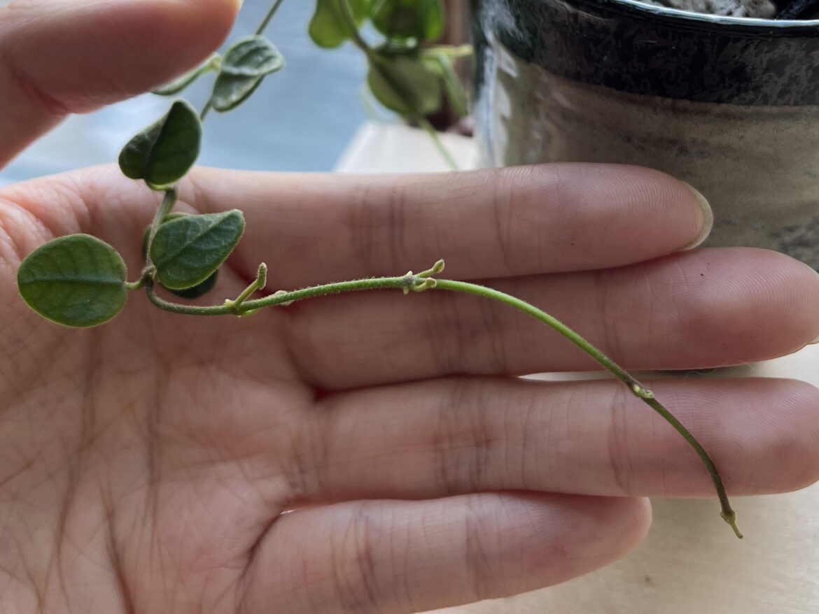 Tiny leaf, baby tiny leaf, tinier baby tiny leaf, and tiniest baby tiny leaf lol