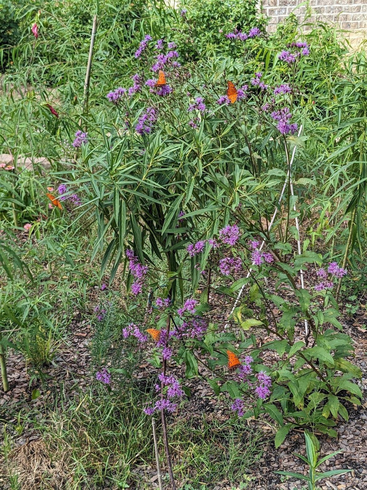 This one ironweed I planted has been a butterfly magnet. I can't wait for it to spread
