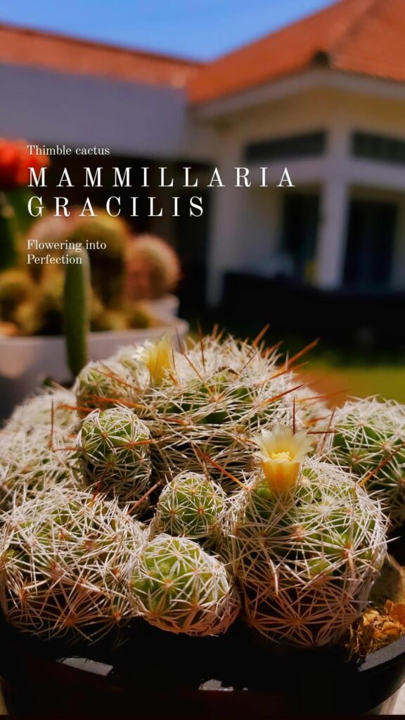 Today's flower is Mammillaria gracilis!