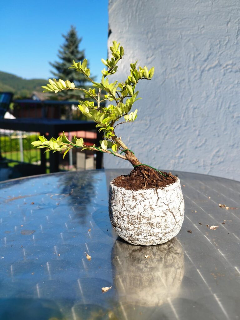 Just repottet this small fella, my favourite so far