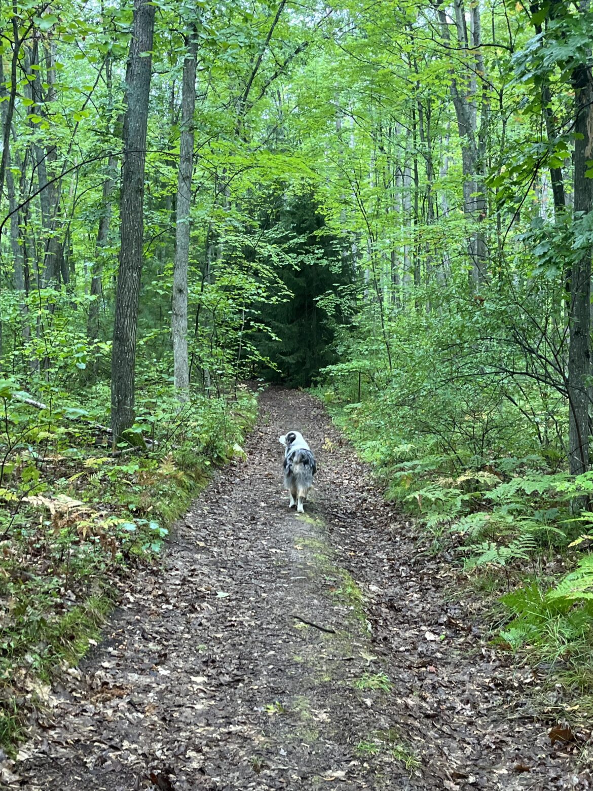 Favorite part of owning my homestead: Walking in my woods.