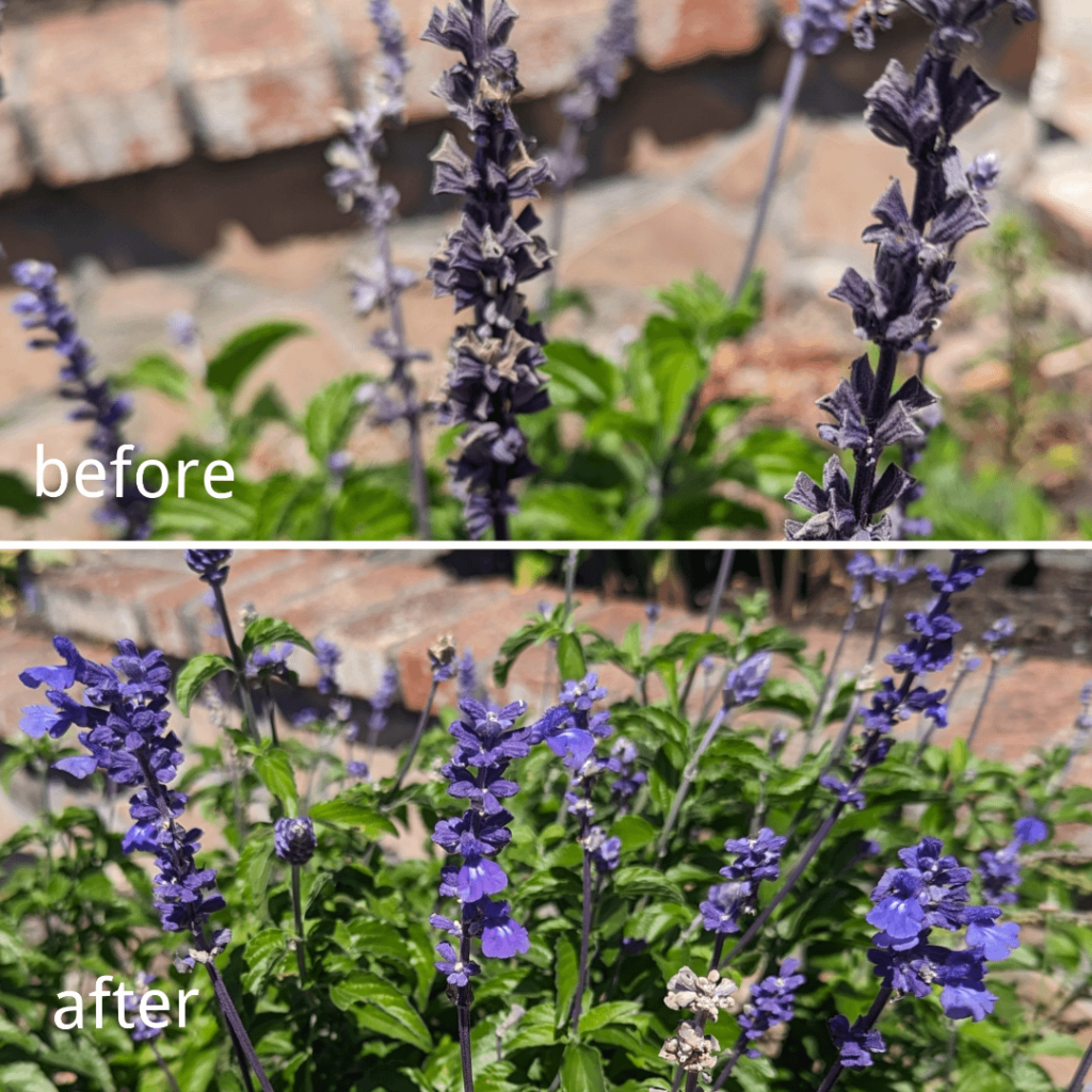 Salvia before and after ladybug treatment 😊 Salvia before and after ladybug treatment 😊