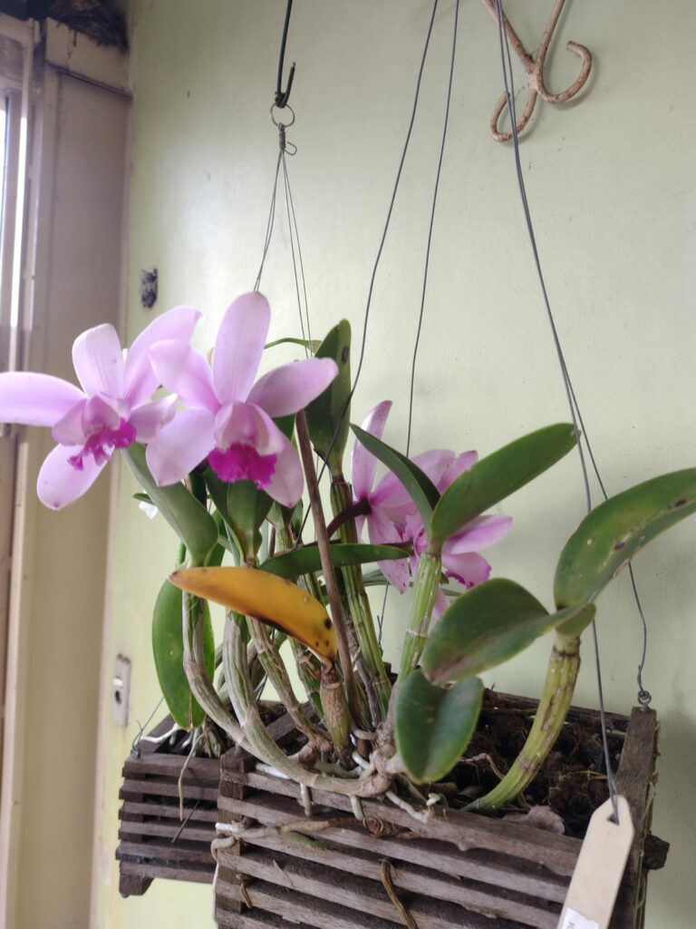 My mom's orchid