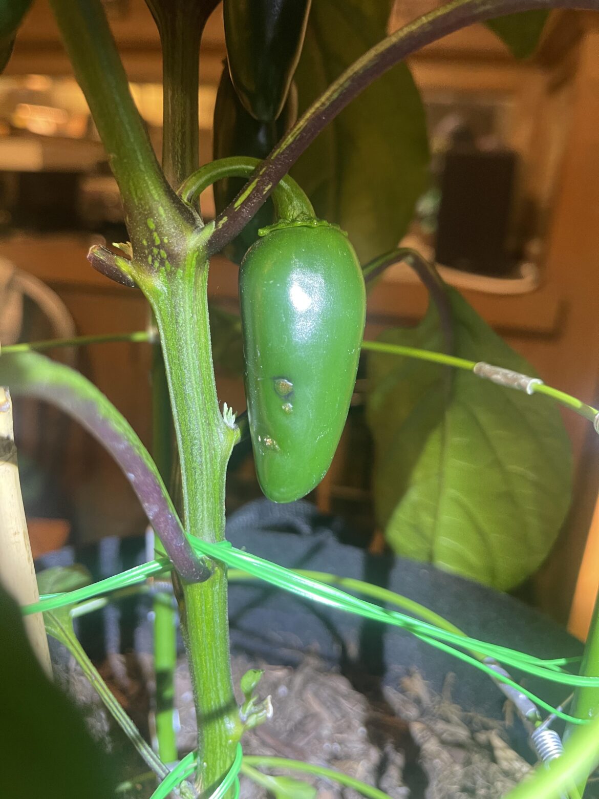 Something growing on Jalapeño… should I cut this one off or leave it be?