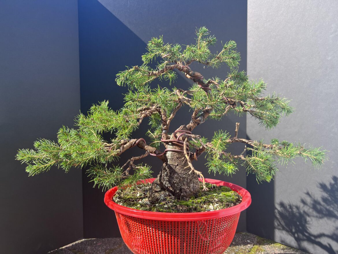 Dwarf Alberta Spruce Second Styling