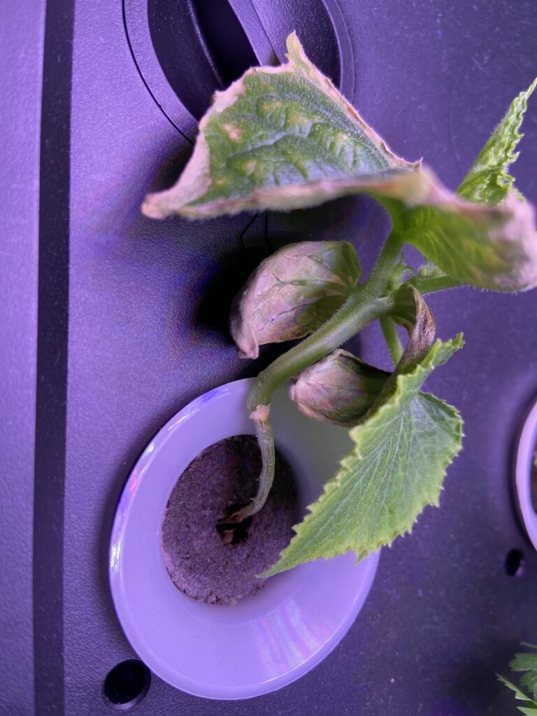 Are these goners? Are these goners?