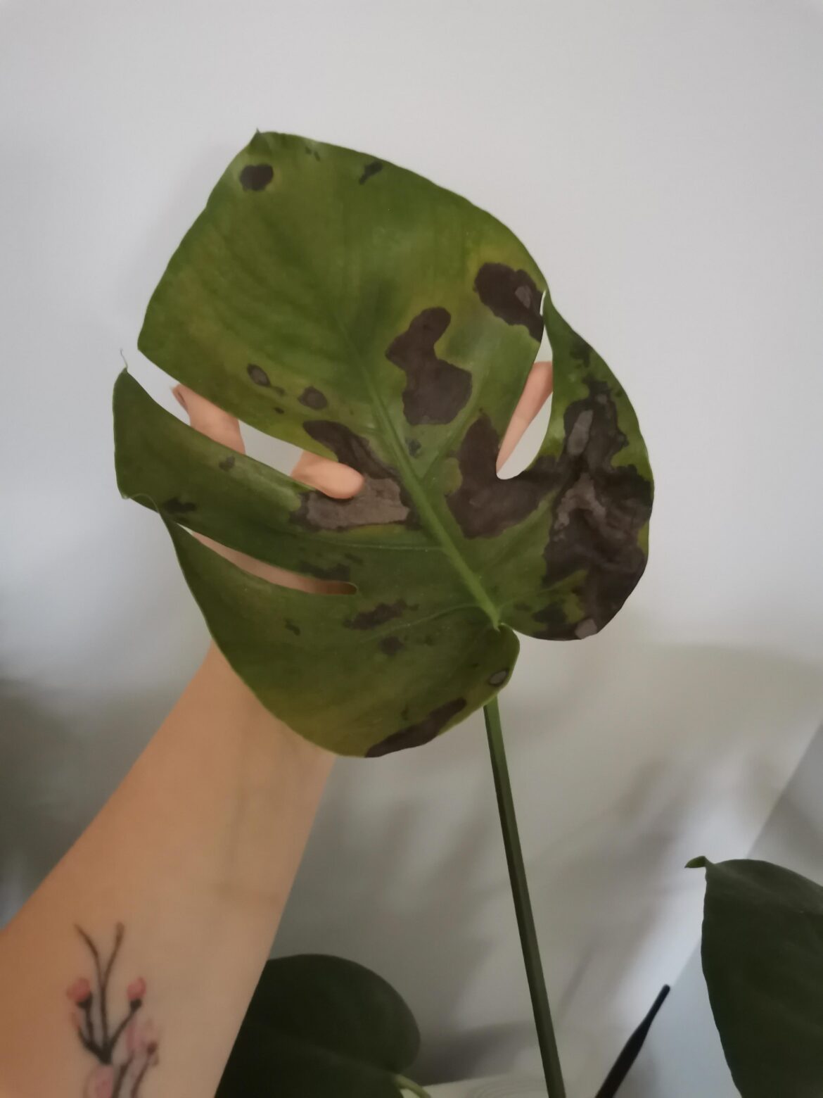 What’s wrong with my monstera? I water it when the soil is dry, it’s in indirect light and this started happening when it shot up a new leaf. The pot has drainage but it is a little small. Should I repot it and is that gonna solve the issue? What's wrong with my monstera? I water it when the soil is dry, it's in indirect light and this started happening when it shot up a new leaf. The pot has drainage but it is a little small. Should I repot it and is that gonna solve the issue?