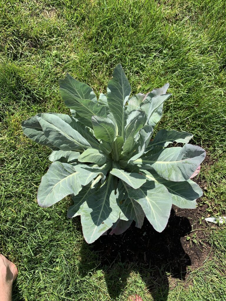 Is it safe to say my cauliflower isn’t gunna produce this year ? Is it safe to say my cauliflower isn’t gunna produce this year ?