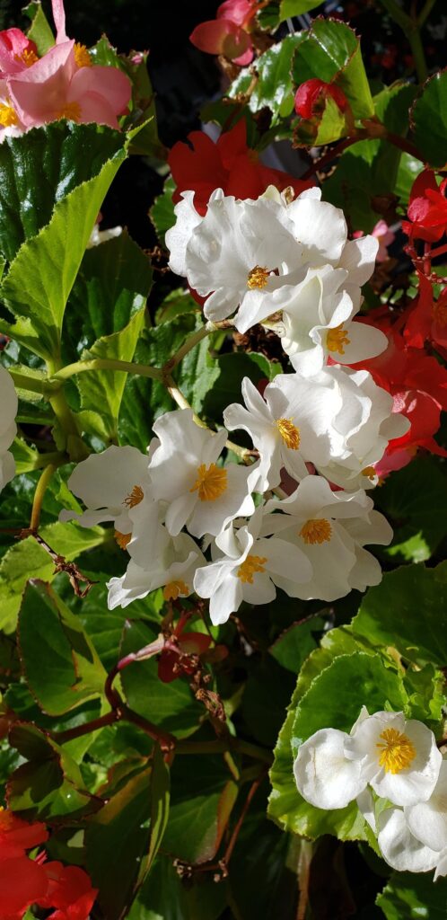 Begonia cucullata hybrid?