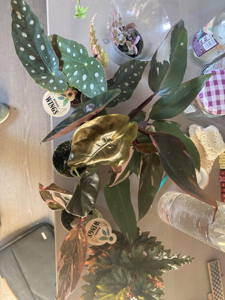 Look at my new plants that I got for 10$