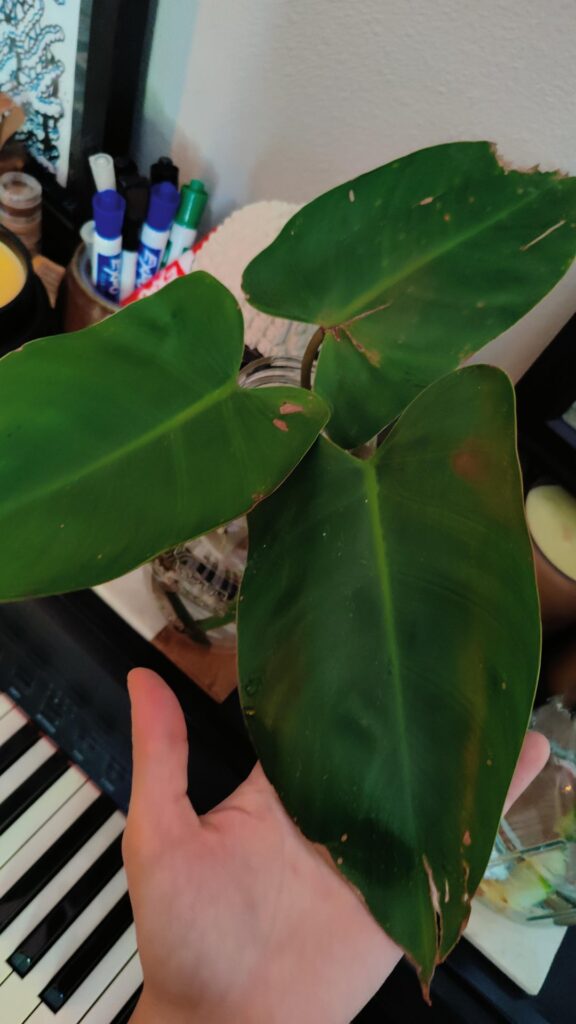 Is my plant okay? Is my plant okay?