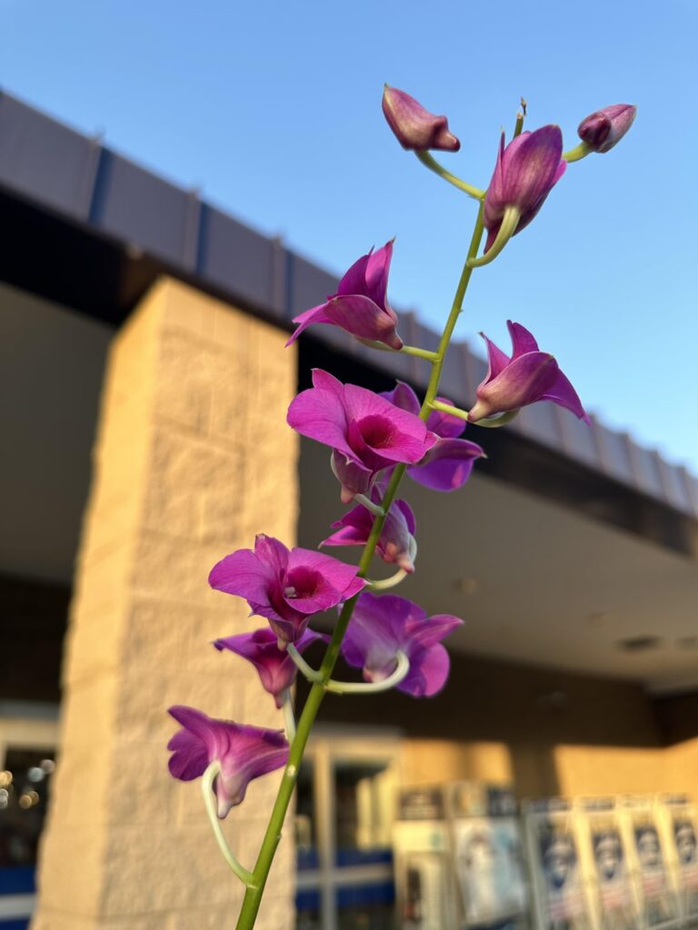 i went back to lowe’s for another dendrobium i couldn’t stop thinking about 🫣 i’m a totally newbie to these if you have any recommendations for care!