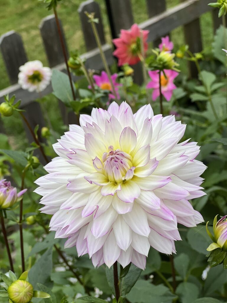 Can anyone identify these?