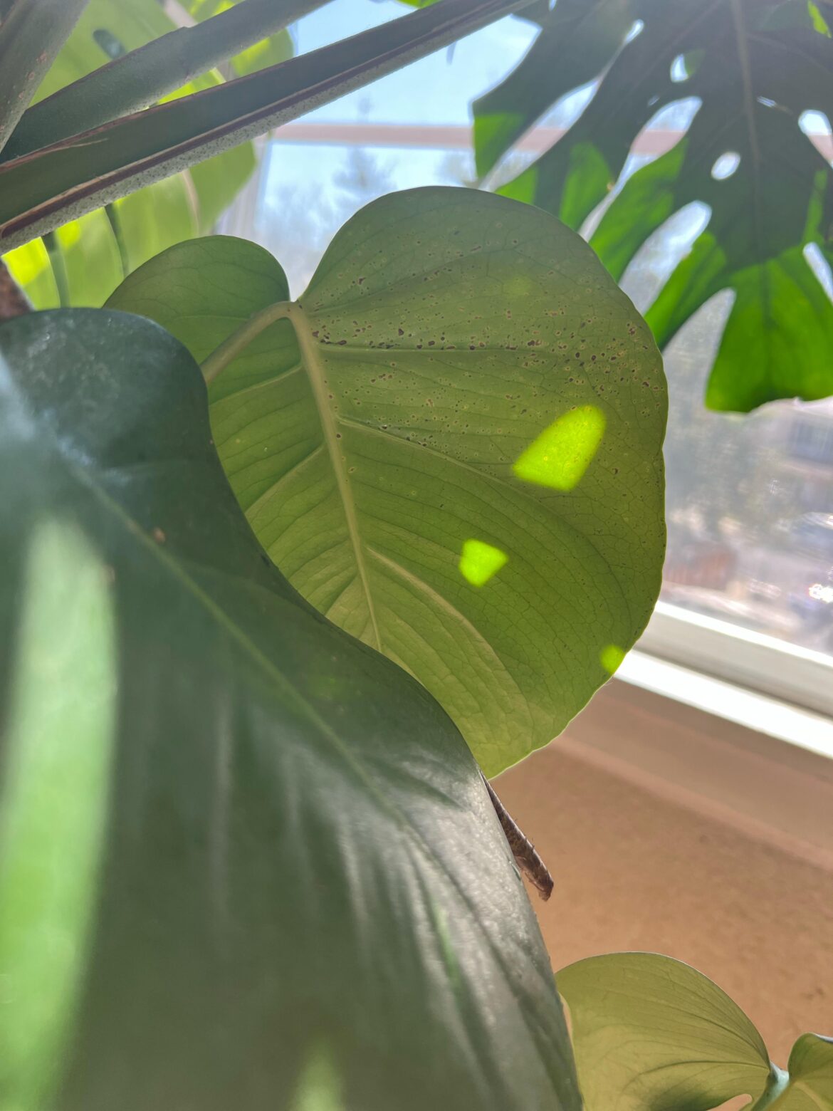 What do these tiny black dots represent?