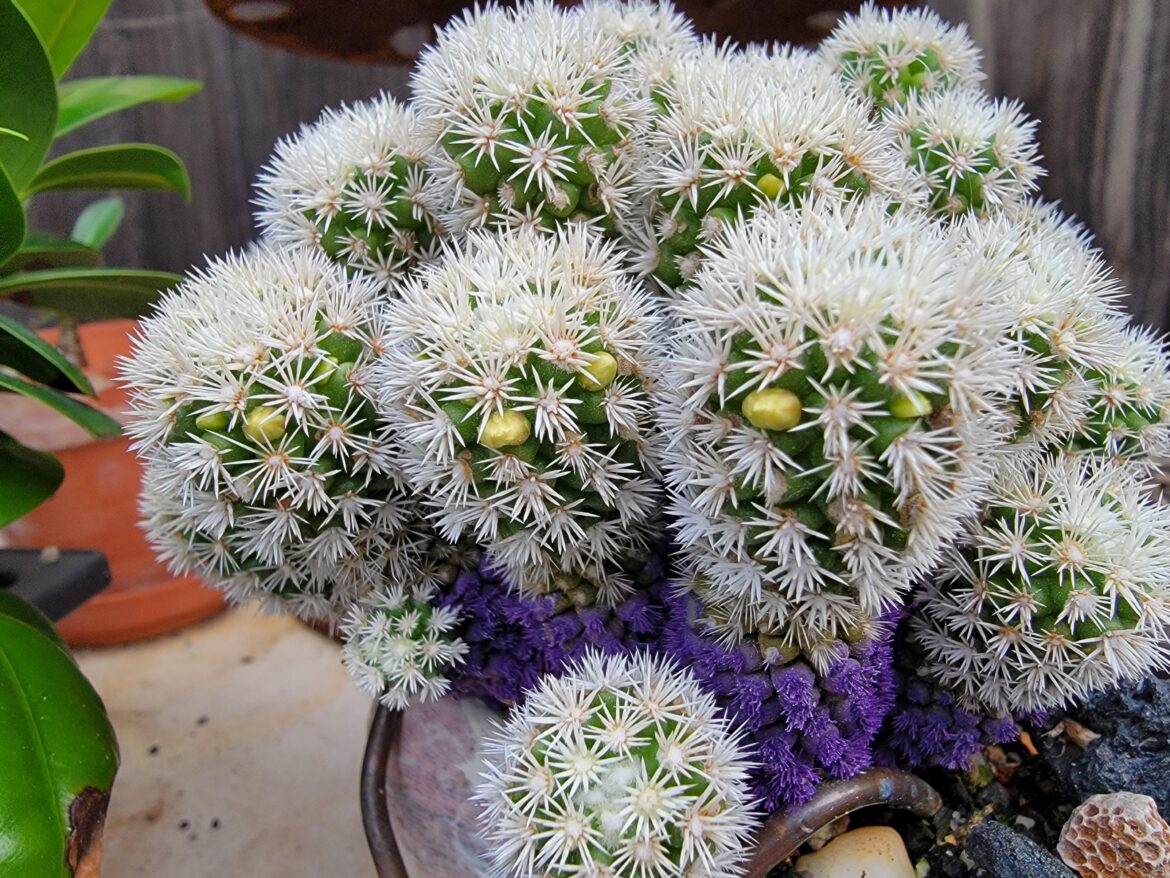 Poor painted guy in recovery...are these flower buds forming?