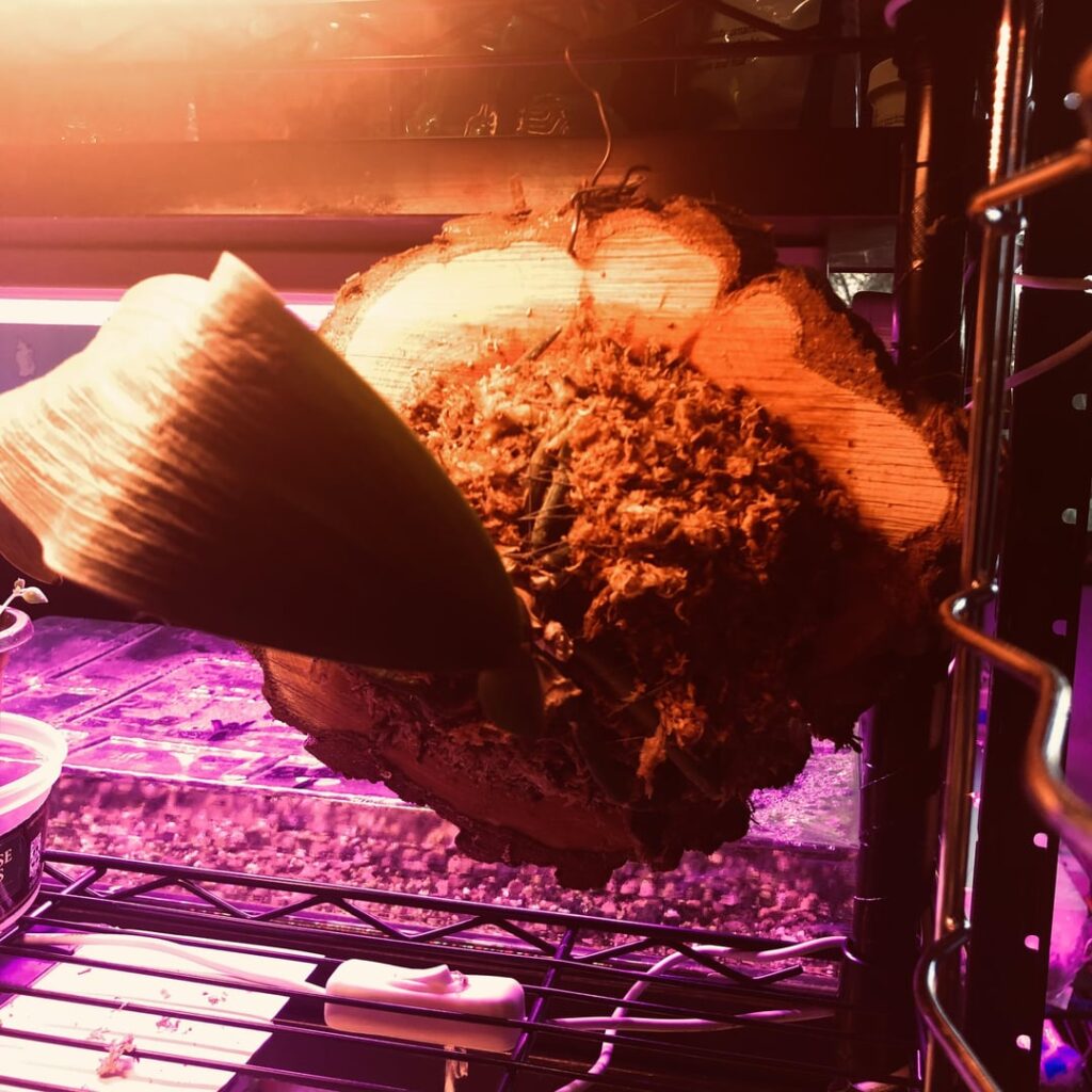 Mounted up this orchid that I was given to rehab think it turned out great