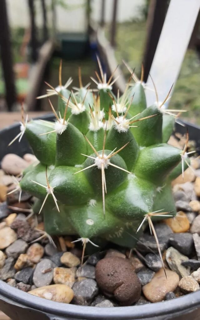 Who dis? Mammillaria? Pics 2&3? Thanks.