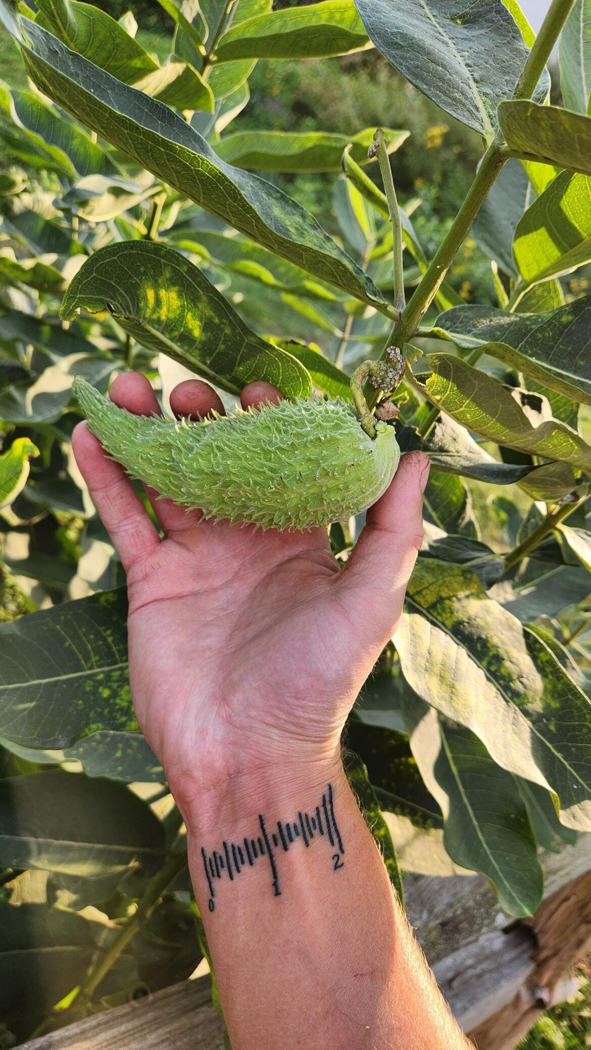Absolute unit of a milkweed pod