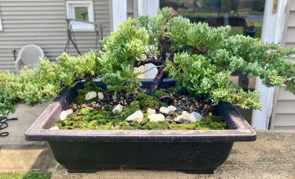 My new Juniper bonsai