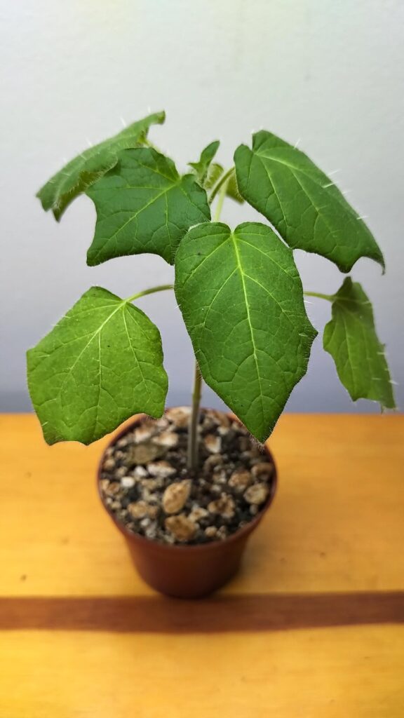 Hello friends, is this a jatropha?