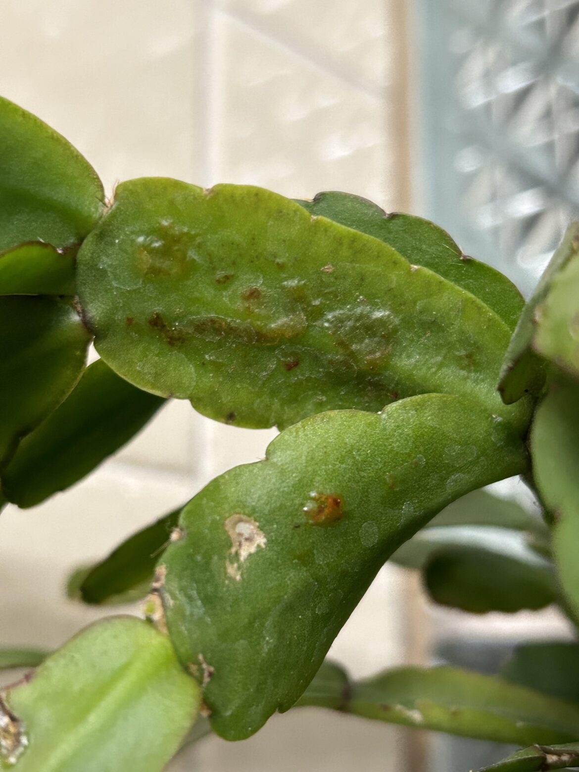 In todays episode of ‘what’s wrong with my plant??’