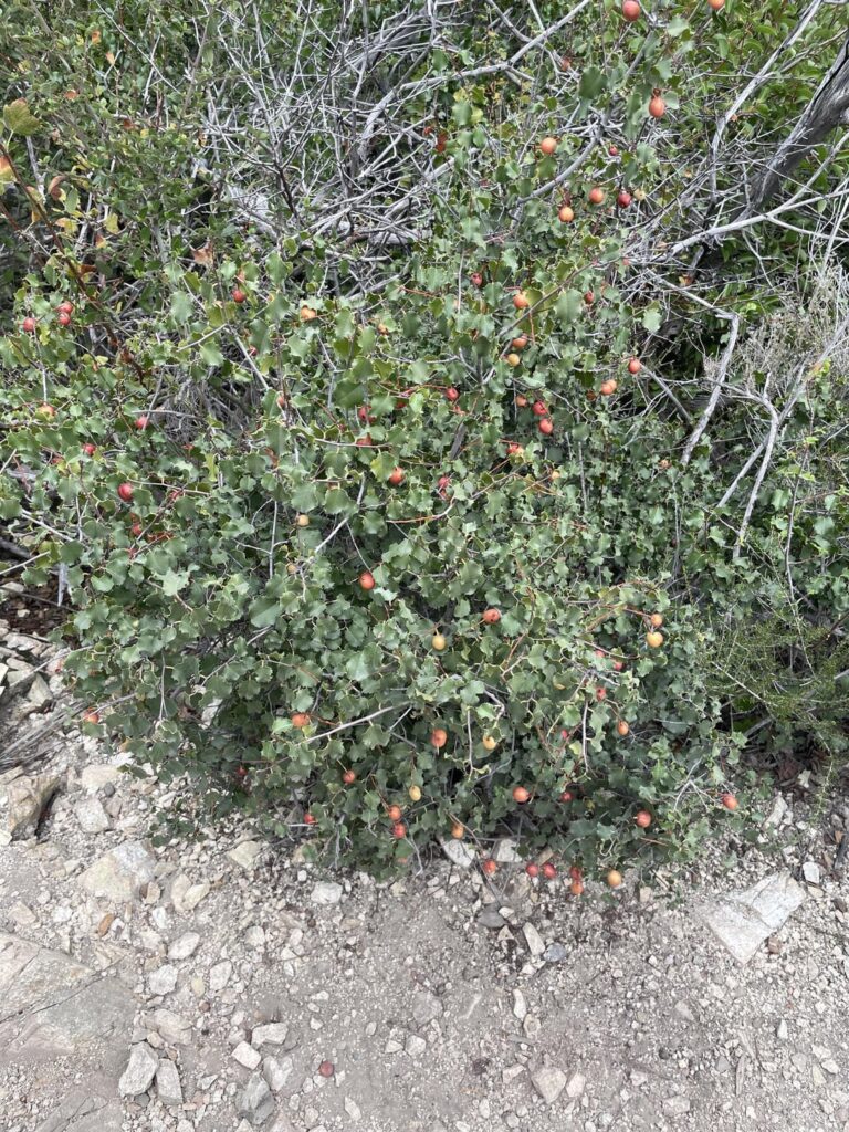 Is this edible? Found hiking in the Angeles Crest Forest in SoCal.