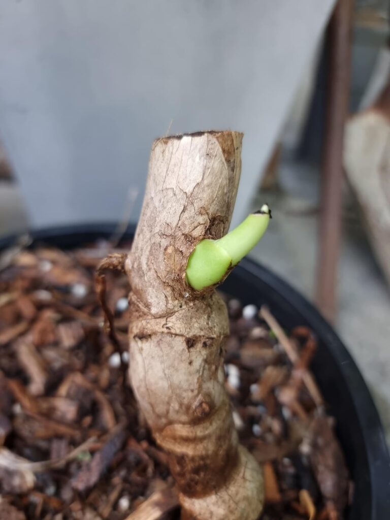 Monstera revived from just roots!!! Monstera revived from just roots!!!