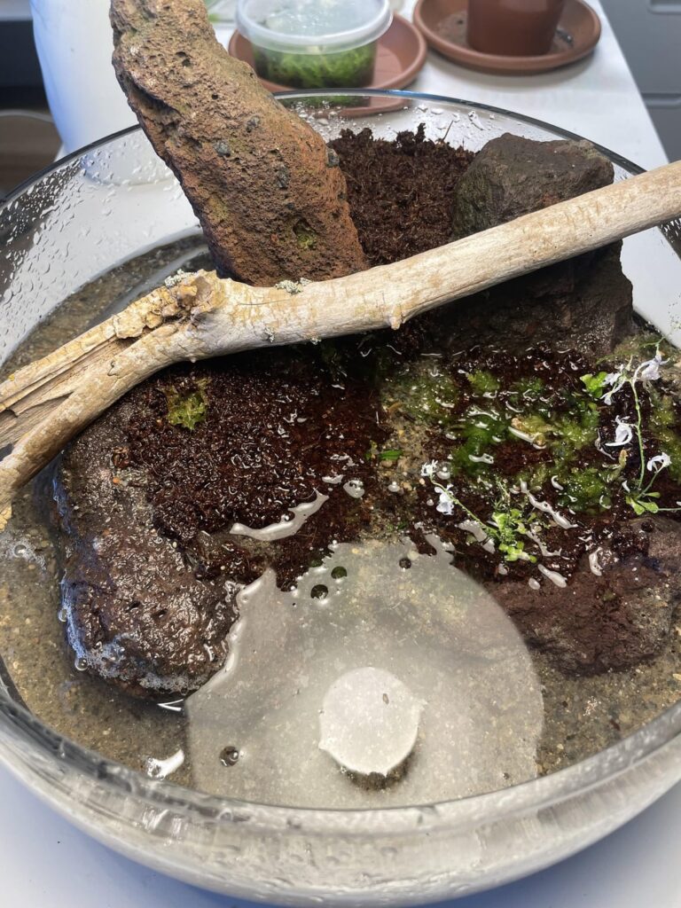 Almost done with my carnivorous paludarium